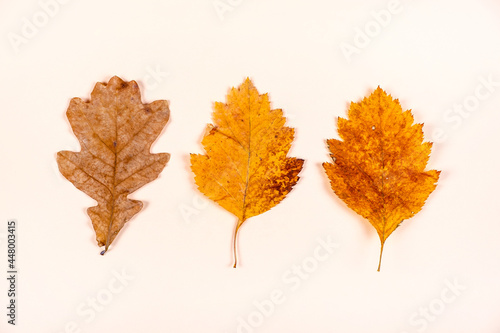 Autumnal Leaves closeup