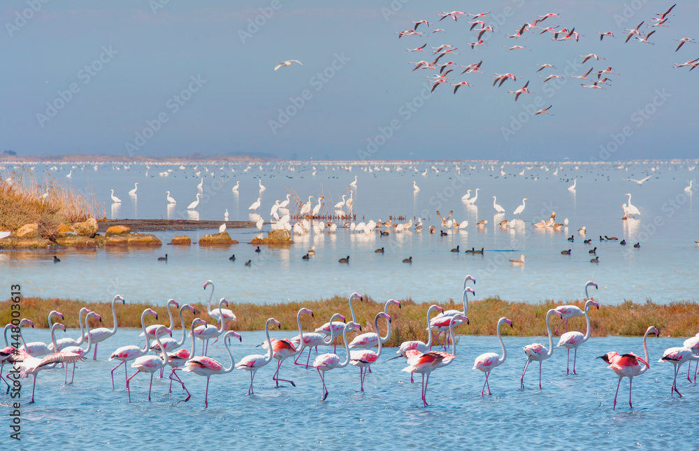 Fototapeta premium Amazing Lagoon of Akyatan with Bird paradise - Adana, Turkey