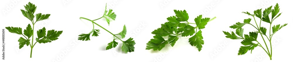 Fresh vegetarian herbs, fragrant parsley with vitamins, set of photo twigs isolated on white background. Fresh vegetarian herbs, fragrant parsley with vitamins, set of photo twigs isolated on white background.