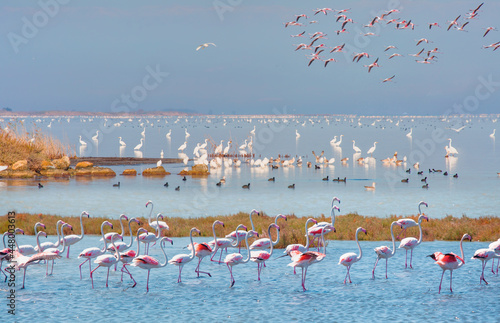 Amazing Lagoon of Akyatan with Bird paradise - Adana, Turkey