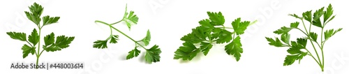 Fresh vegetarian herbs, fragrant parsley with vitamins, set of photo twigs isolated on white background.