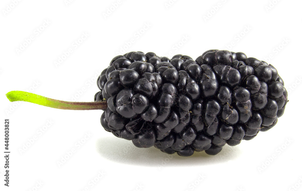 Black mulberry, berry isolated on white background close up Black mulberry, berry isolated on white background close up