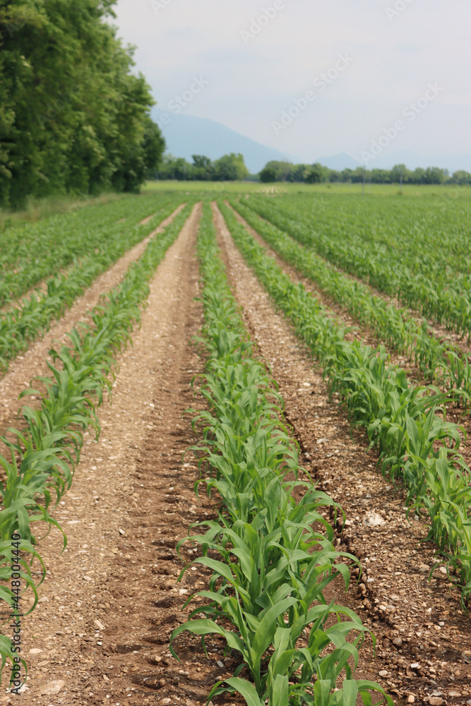 Green corn plants growing in row in the field on early summer in the italian countryside Green corn plants growing in row in the field on early summer in the italian countryside
