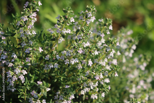 Common Thyme growing with many white flowers in the vegetable garden on springtime. Thymus vulgaris plant in bloom