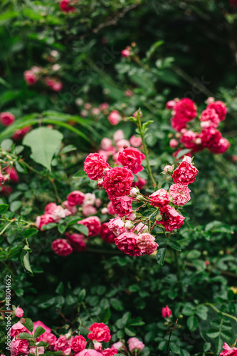 Summer roses 