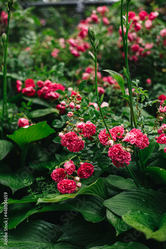Summer roses 