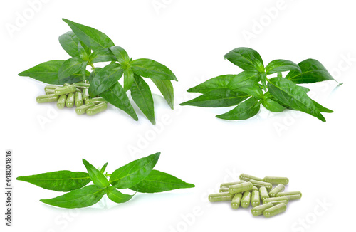 Andrographis paniculata isolated on white background