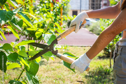 pruning trees in the garden with pruning shears. hands with gloves, gardening.
