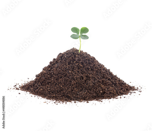 plants growing from the soil on white background