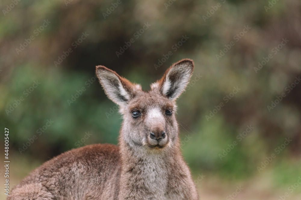 Australian kangaroo sitting in a field