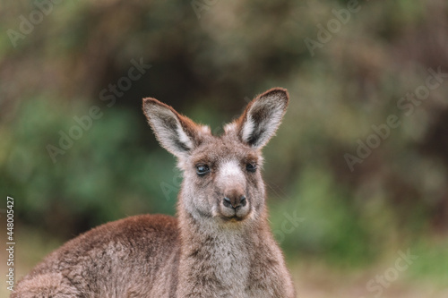 Australian kangaroo sitting in a field © Brayden