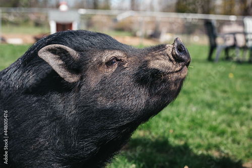 Pigs 