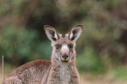 Fototapeta Naklejka Na Ścianę i Meble -  Australian kangaroo sitting in a field