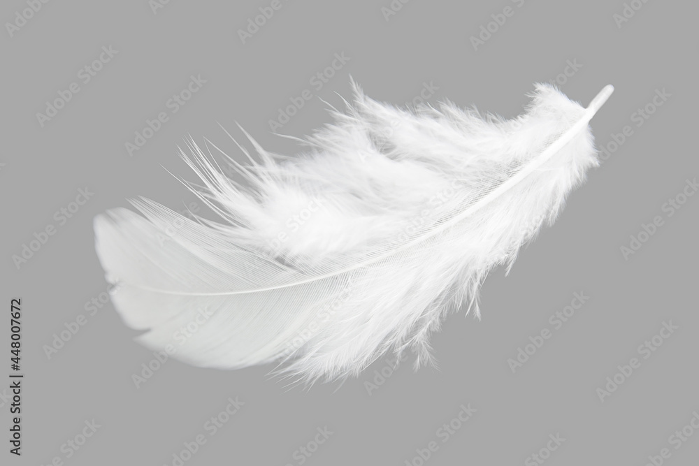 Lightly of White Feather Isolated on Gray Background.