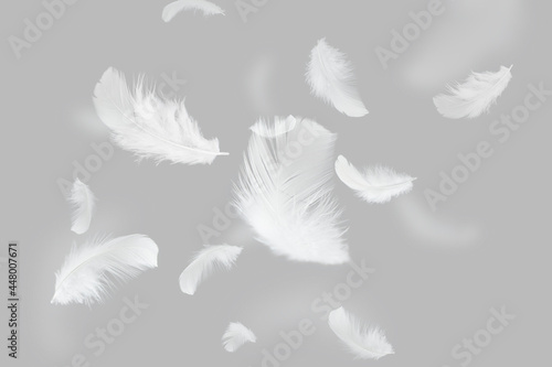 Group of Lightly White Feathers Floating on Gray Background.
