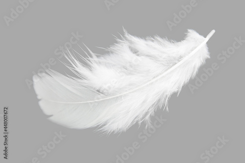 Lightly of White Feather Isolated on Gray Background.