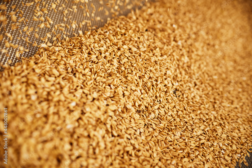 Abundance of golden wheat grains Abundance of golden wheat grains