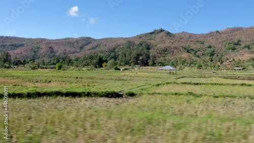 The rural countryside, rice paddies, cows and farmland in the districts of Timor Leste, South East Asia photo