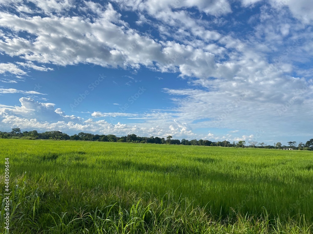Obraz premium field and blue sky