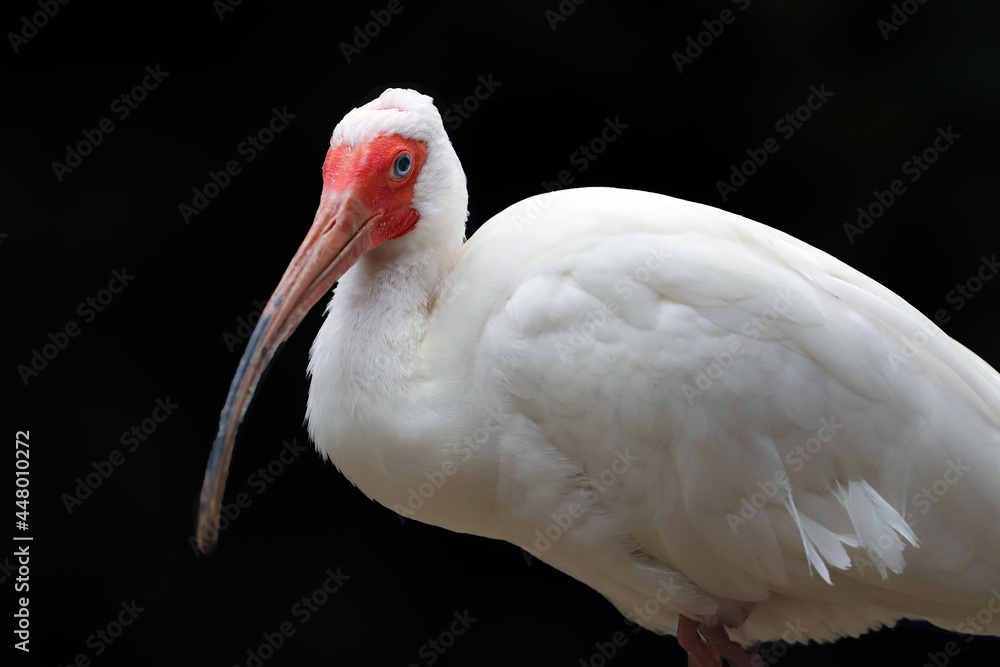 Obraz premium The American White Ibis (Eudocimus albus), portrait of an ibis on a dark background. White water bird with a red face and a long beak on a black background.