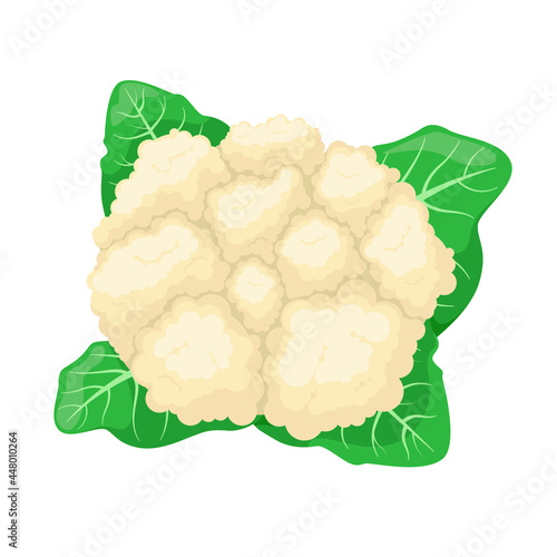 Cauliflower on a white background. Cartoon design.