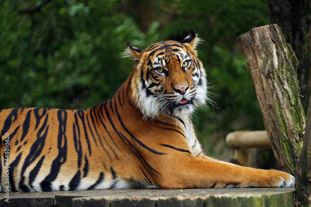 Obraz premium The Sumatran tiger (Panthera tigris sumatrae) sometimes Panthera tigris sondaica, a young tiger in captivity. Photo of a rare tiger in a zoo.