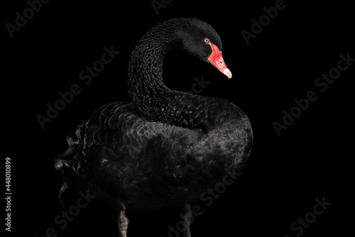Black swan isolated on black background (Cygnus atratus). Beautiful west australian black swan.