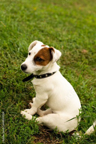A Jack Russell terrier puppy is sitting on the grass, looking away