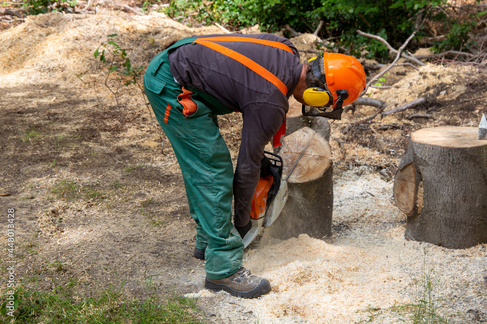 Holzfällarbeiten im Pfälzerwald Holzfällarbeiten im Pfälzerwald