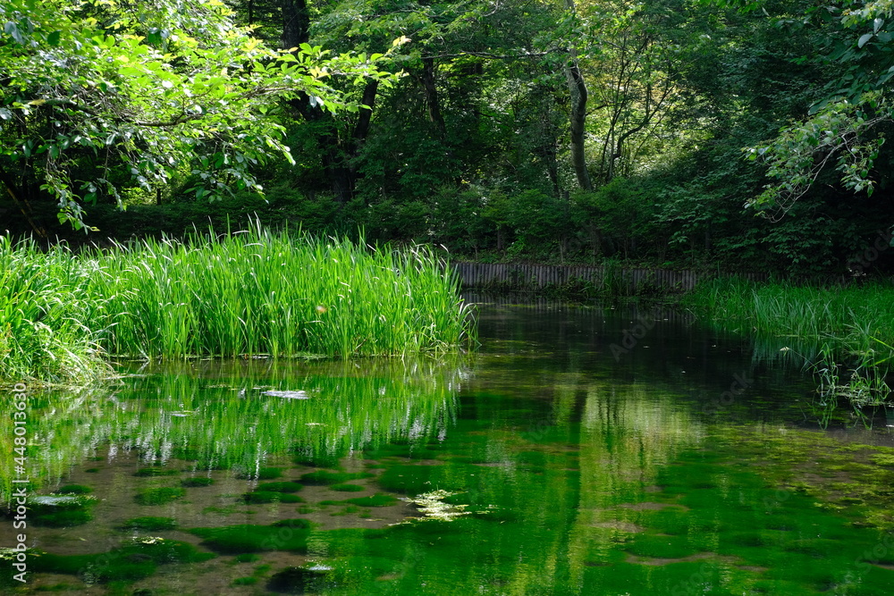Lake surrounded by green vegetation