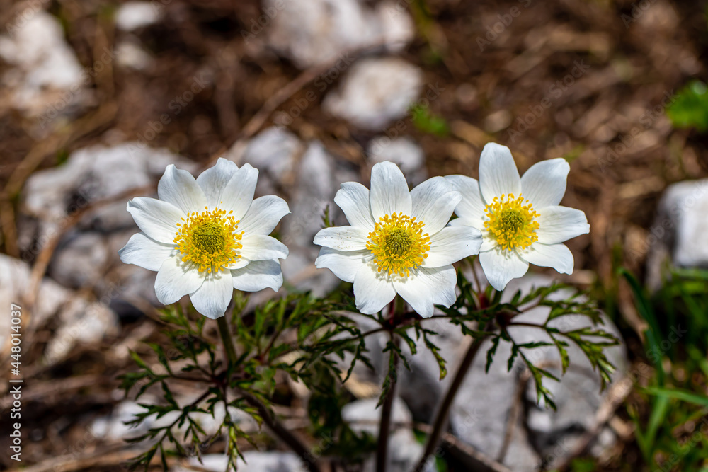 Pulsatilla alpina growing in mountains, close up Pulsatilla alpina growing in mountains, close up