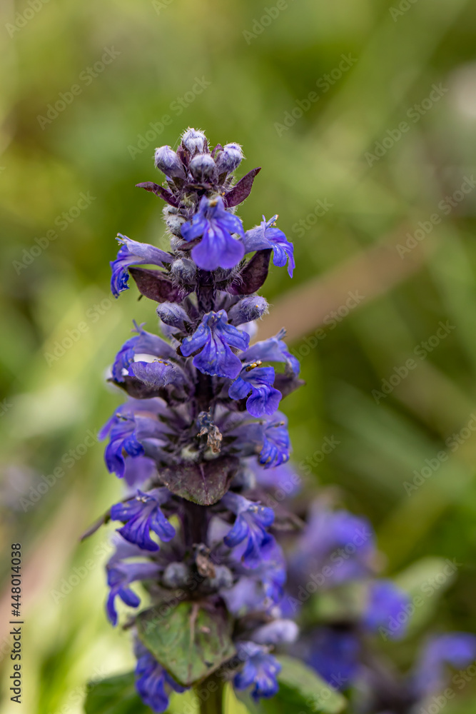 Ajuga reptans flower growing in the field, close up shoot Ajuga reptans flower growing in the field, close up shoot