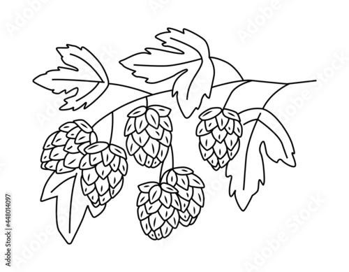 Hop branch with leaves. For packaging, template, beer. Vector outline hand drawn illustration in doodle style.