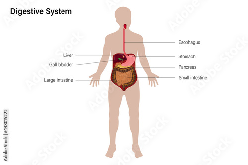 Anatomy of human digestive system vector, Medical Education, Human Physiology