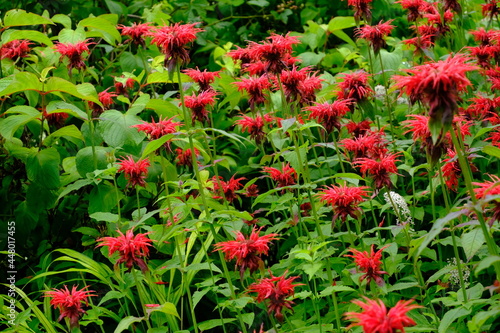 Red flowers blooming in the field