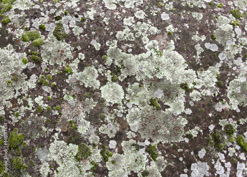 Lichen texture on grey stone with green moss. Organic background.