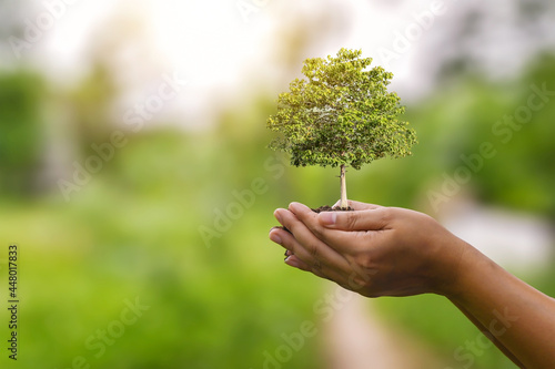 Growing tree in a human hand and on green sunny background blur eco concept earth day card protect the environment keep the world clean