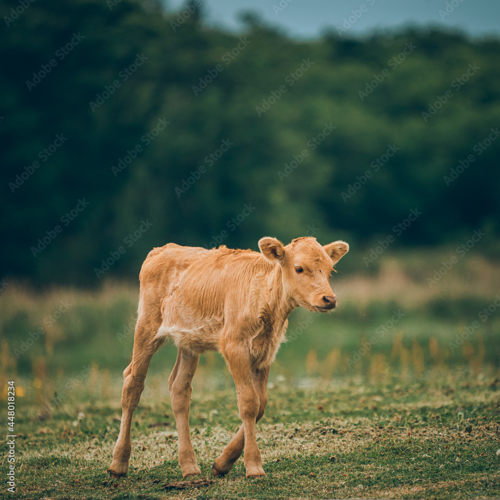 Fototapeta premium jejudo Calf