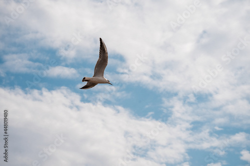 a seagull soars in the sky  a beautiful background