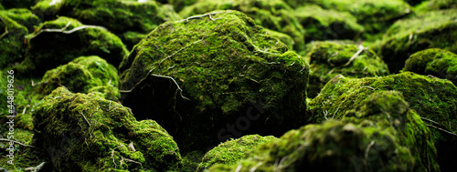 Fotografie, Obraz Beautiful Bright Green moss grown up cover the rough stones