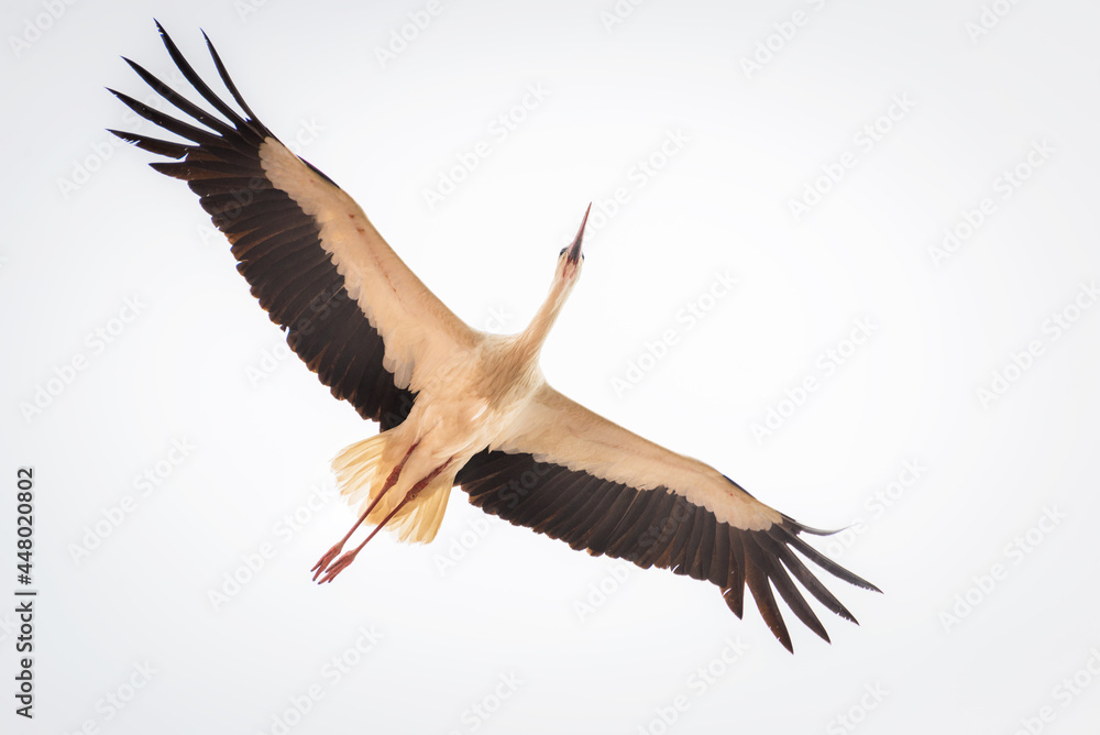 Flying stork