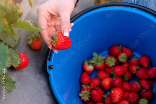 Hand pick up fresh organic strawberries in berry plantation. Strawberry field on fruit farm.