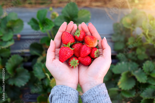 Hand pick up fresh organic strawberries in plantation.