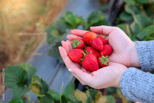 Hand pick up fresh organic strawberries in plantation.