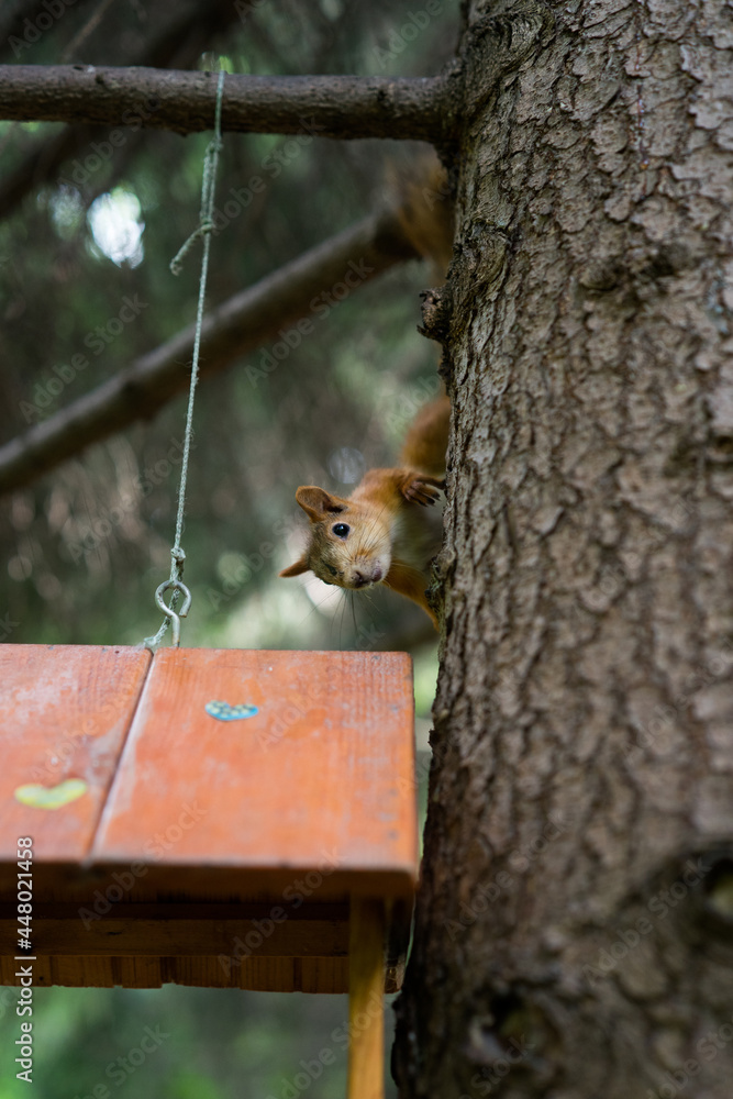 Fototapeta premium A squirrel on a tree near the feeder.