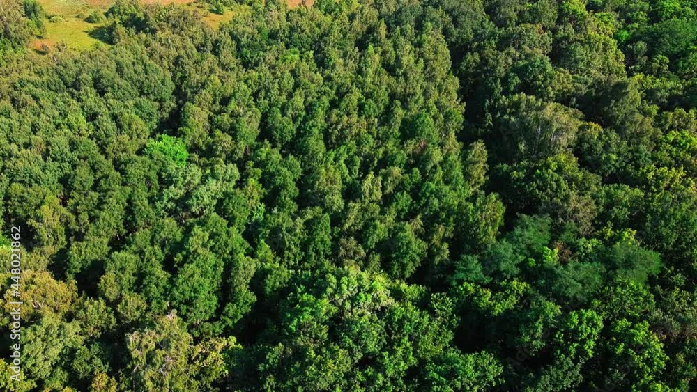 Fly over the treetops. Deciduous forest aerial view, nature.
Fly over the treetops. Deciduous forest aerial view, nature.