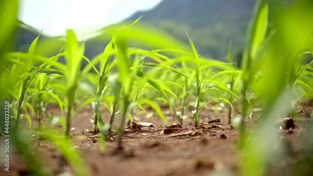Maize seedling in the agricultural. Close up corn leaves sprouts in plantation field.Growing Young Green Corn.
Maize seedling in the agricultural. Close up corn leaves sprouts in plantation field.Growing Young Green Corn.