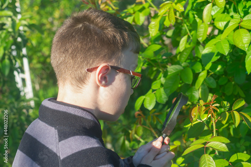 A teenage boy explores the world of plants and insects with a magnifying glass