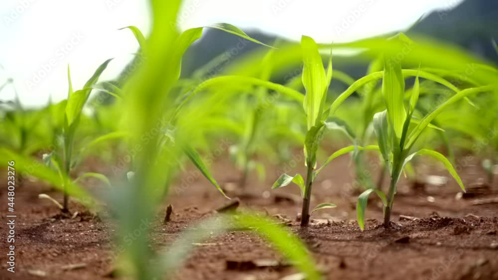 Maize seedling in the agricultural. Close up corn leaves sprouts in plantation field.Growing Young Green Corn.
Maize seedling in the agricultural. Close up corn leaves sprouts in plantation field.Growing Young Green Corn.