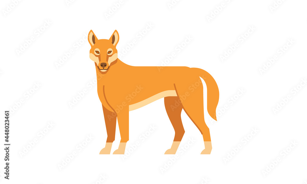 Australian native animal Dingo (Canis lupus dingo) side angle view, flat style vector illustration isolated on white background Australian native animal Dingo (Canis lupus dingo) side angle view, flat style vector illustration isolated on white background